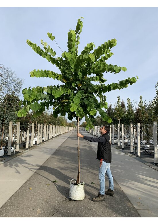 Kanadischer Judasbaum 'Royal White' | Cercis canadensis 'Royal White'