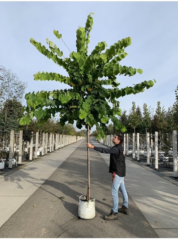 Kanadischer Judasbaum 'Royal White' | Cercis canadensis 'Royal White' Kanadischer Judasbaum 'Royal White' | Cercis canadensis 'Royal White'