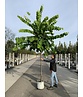 Kanadischer Judasbaum 'Royal White' | Cercis canadensis 'Royal White'