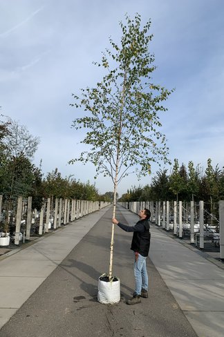 Moorbirke - Sumpfbirke | Betula pubescens