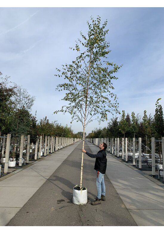 Moorbirke - Sumpfbirke | Betula pubescens