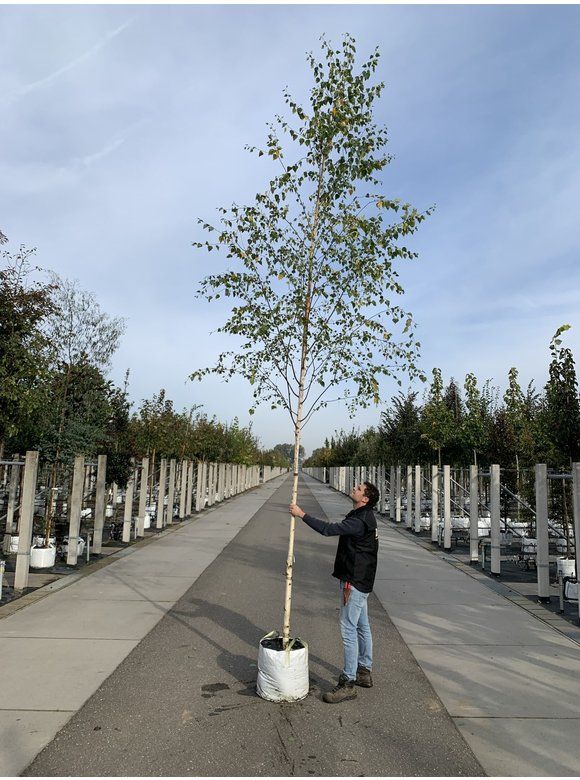 Moorbirke - Sumpfbirke | Betula pubescens Moorbirke - Sumpfbirke | Betula pubescens