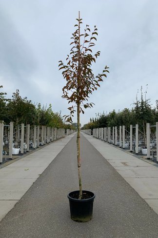 Japanische Scheinkamelie | Stewartia pseudocamellia