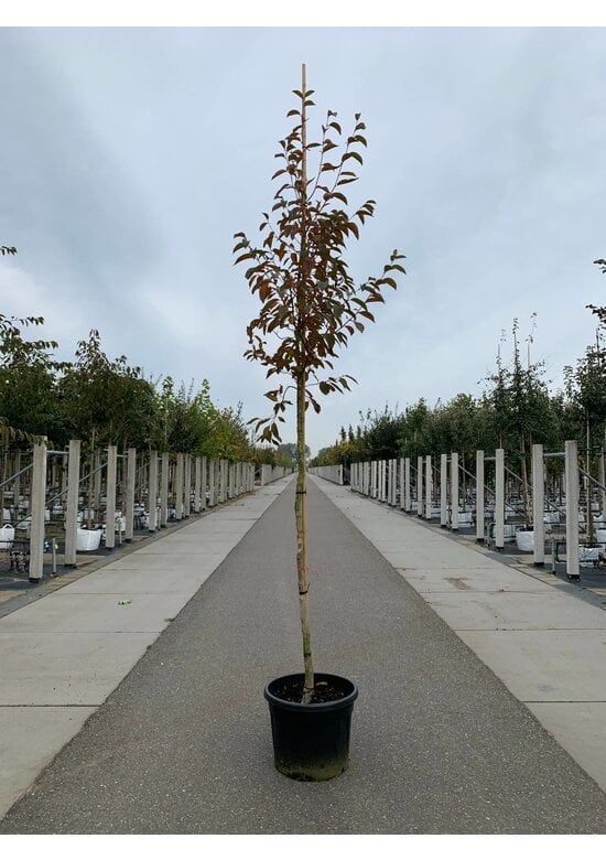 Japanische Scheinkamelie | Stewartia pseudocamellia