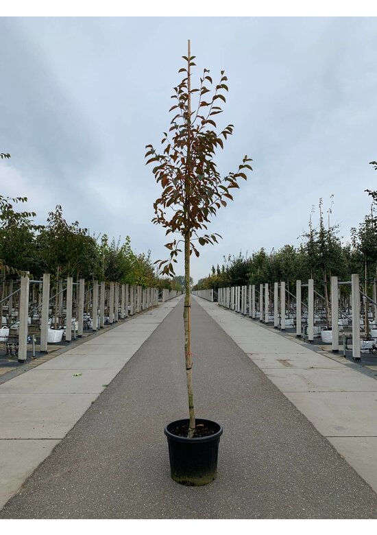 Japanische Scheinkamelie | Stewartia pseudocamellia