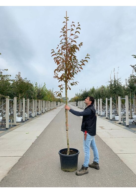 Japanische Scheinkamelie | Stewartia pseudocamellia