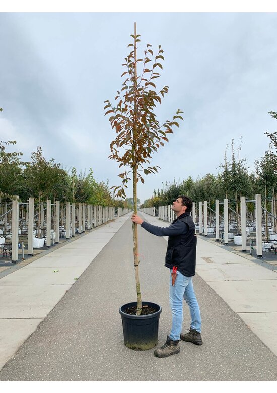 Japanische Scheinkamelie | Stewartia pseudocamellia