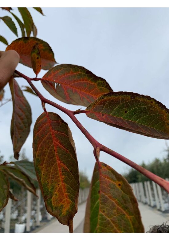 Japanische Scheinkamelie | Stewartia pseudocamellia