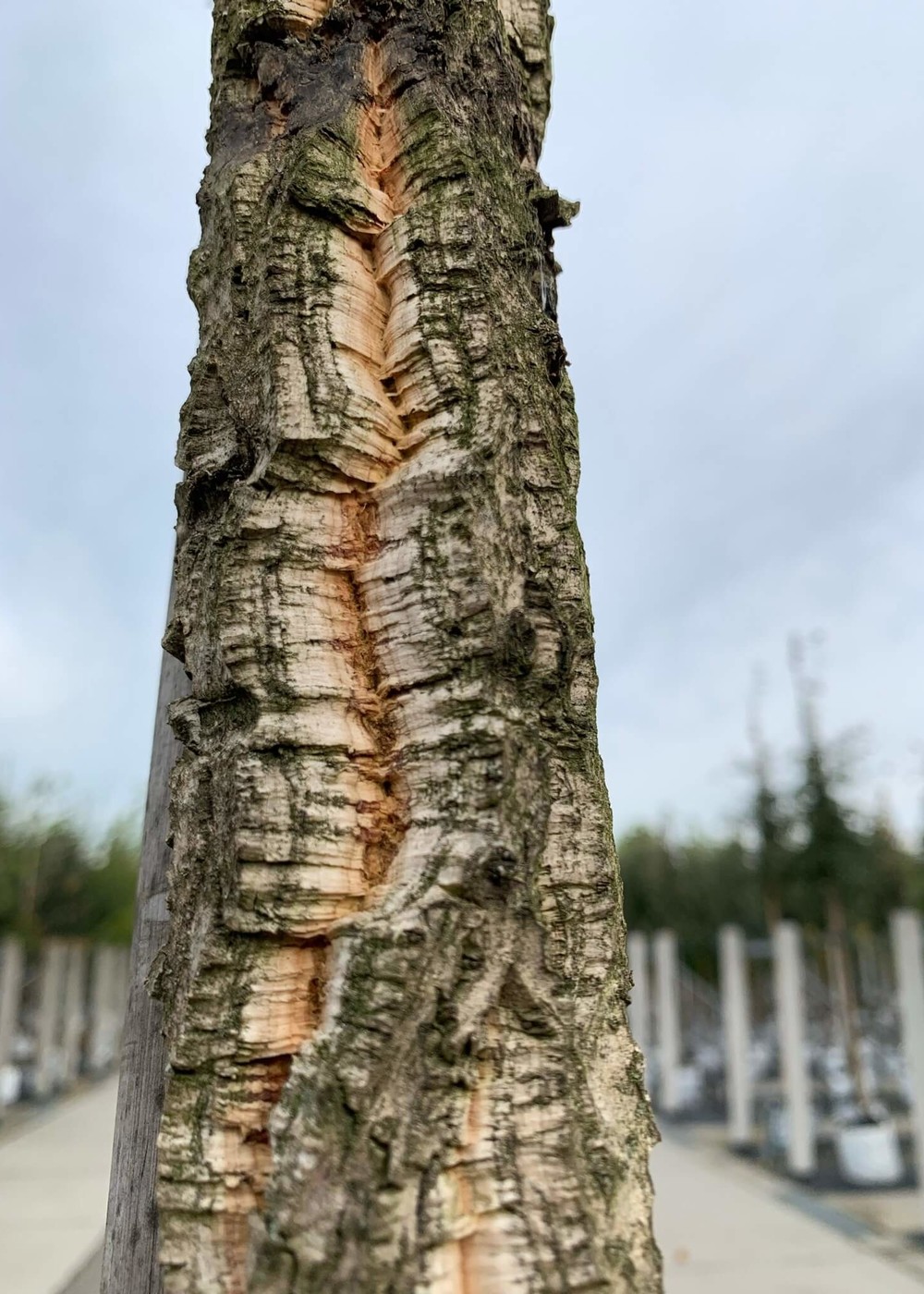 Korkeiche | Quercus suber Korkeiche | Quercus suber