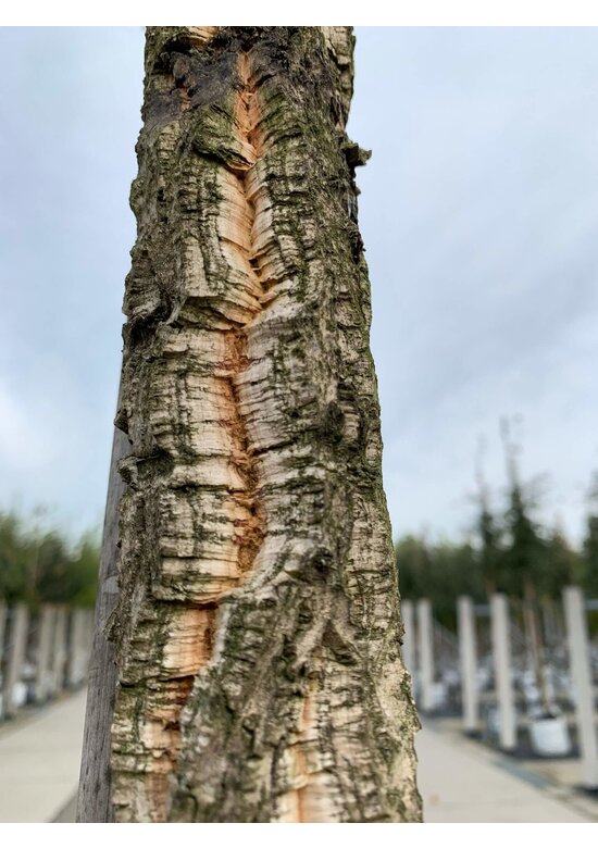 Korkeiche | Quercus suber