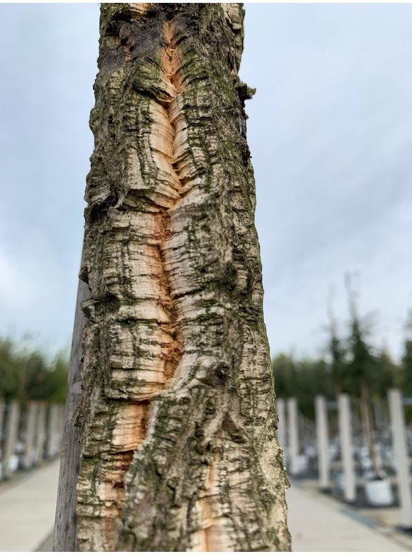 Korkeiche | Quercus suber Korkeiche | Quercus suber