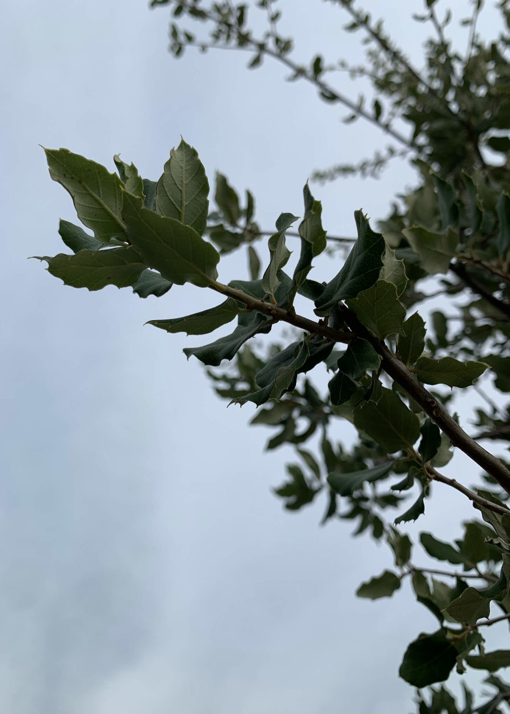 Korkeiche | Quercus suber Korkeiche | Quercus suber
