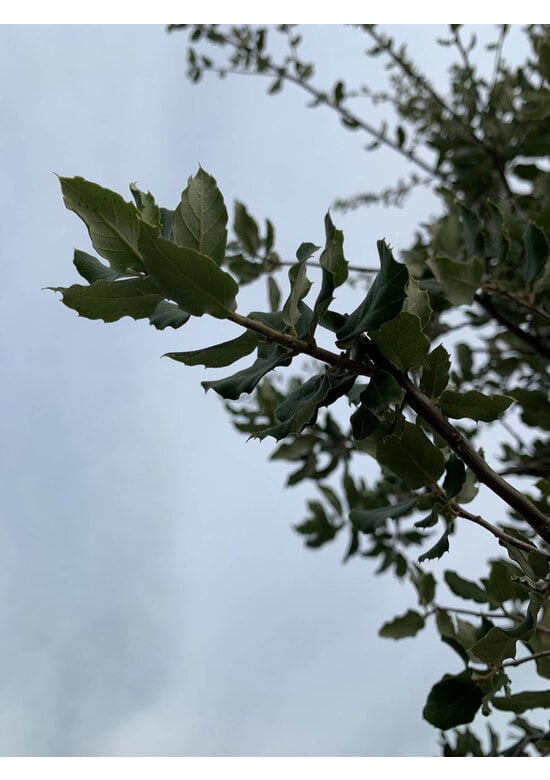 Korkeiche | Quercus suber