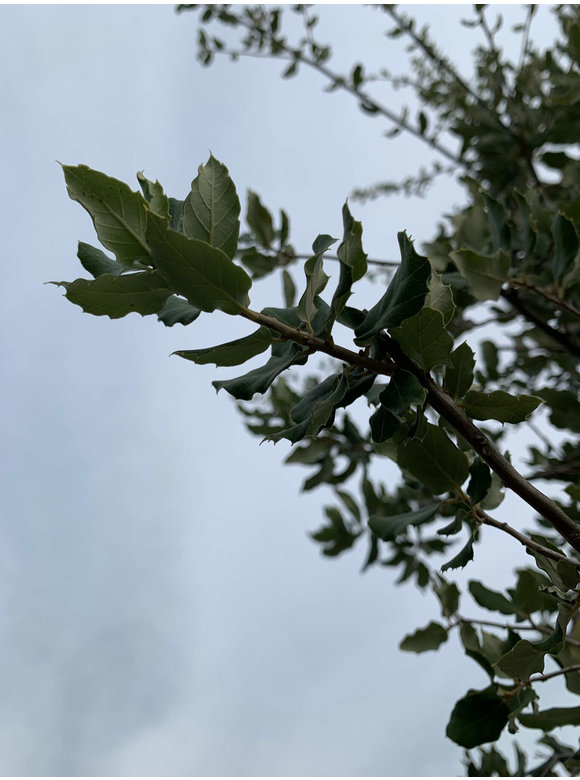Korkeiche | Quercus suber Korkeiche | Quercus suber