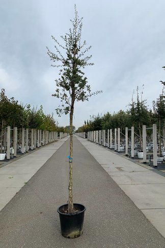 Korkeiche | Quercus suber Korkeiche | Quercus suber