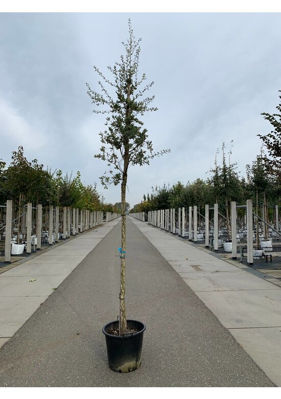 Korkeiche | Quercus suber