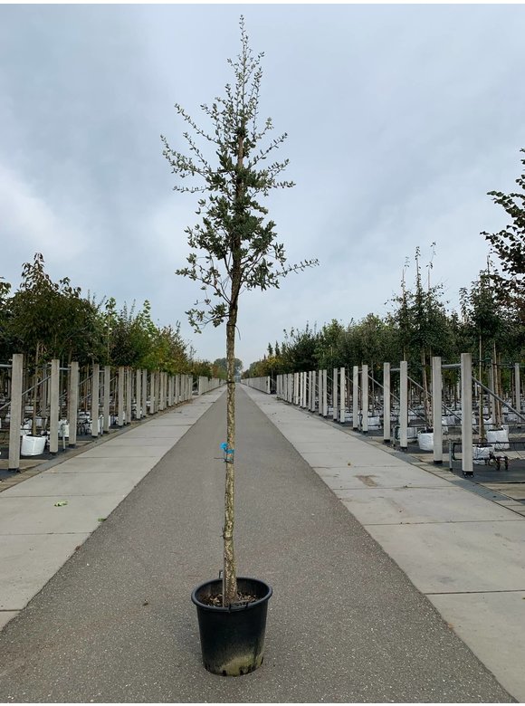 Korkeiche | Quercus suber Korkeiche | Quercus suber