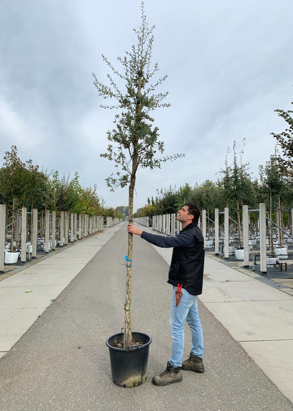 Korkeiche | Quercus suber Korkeiche | Quercus suber