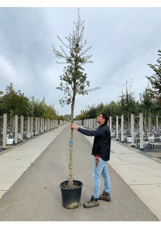 Korkeiche | Quercus suber