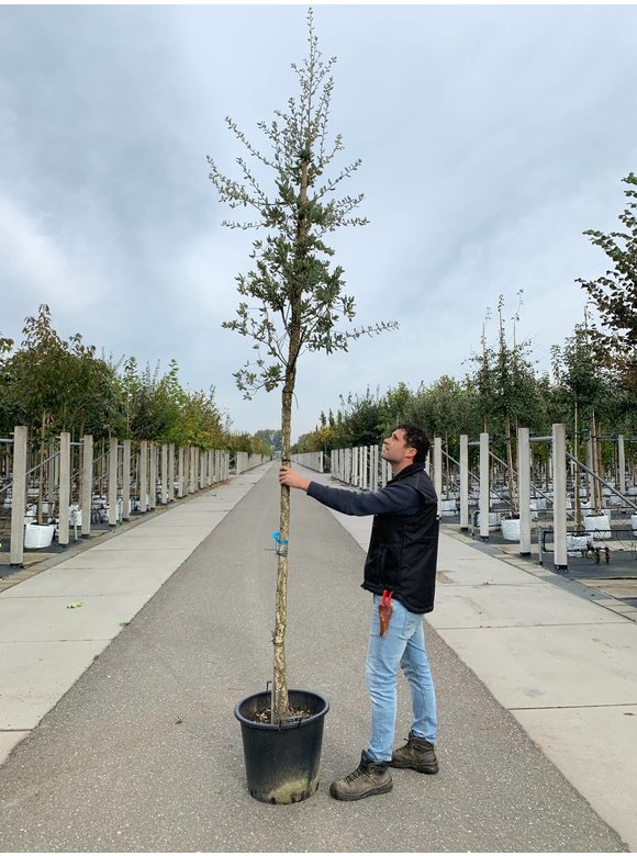 Korkeiche | Quercus suber Korkeiche | Quercus suber