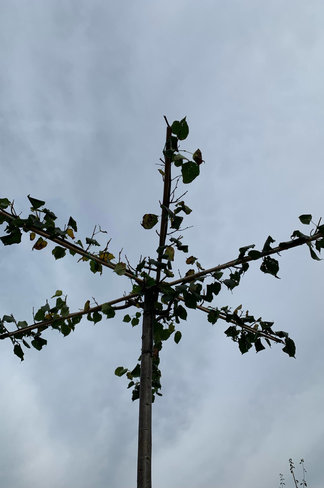 Krimlinde 'Euchlora' Dachbaum | Tilia europaea 'Euchlora'