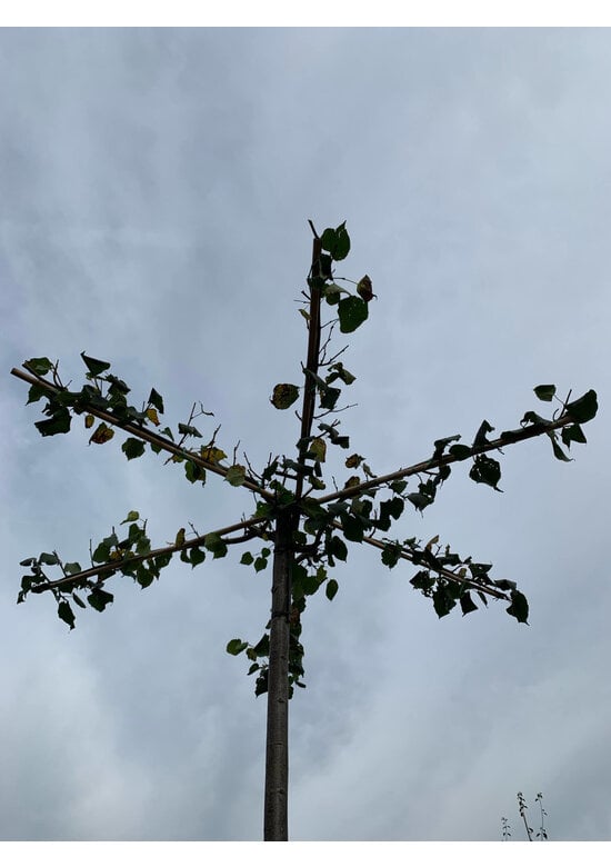 Krimlinde 'Euchlora' Dachbaum | Tilia europaea 'Euchlora'