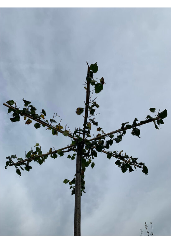 Krimlinde 'Euchlora' Dachbaum | Tilia europaea 'Euchlora'