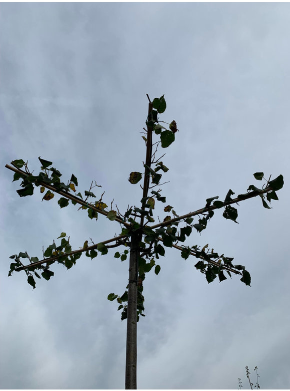 Krim-Linde 'Euchlora' - Dachbaum | Tilia europaea 'Euchlora' Krim-Linde 'Euchlora' - Dachbaum | Tilia europaea 'Euchlora'