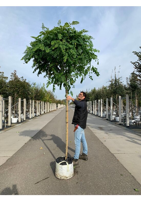Kugelakazie - Kugelrobinie 'Umbraculifera' | Robinia pseudoacacia 'Umbraculifera'
