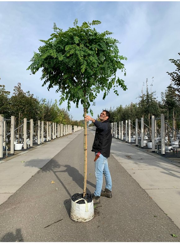 Kugelakazie - Kugelrobinie 'Umbraculifera' | Robinia pseudoacacia 'Umbraculifera' Kugelakazie - Kugelrobinie 'Umbraculifera' | Robinia pseudoacacia 'Umbraculifera'