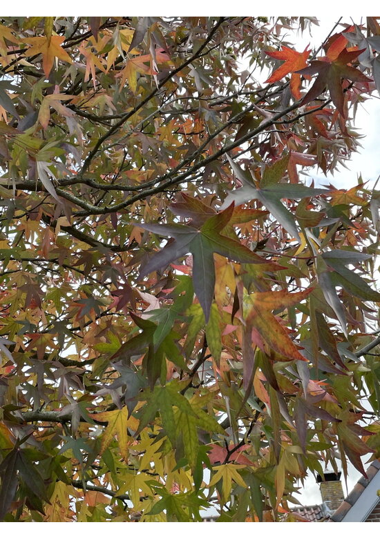 Amberbaum 'Worplesdon' | Liquidambar styraciflua 'Worplesdon'
