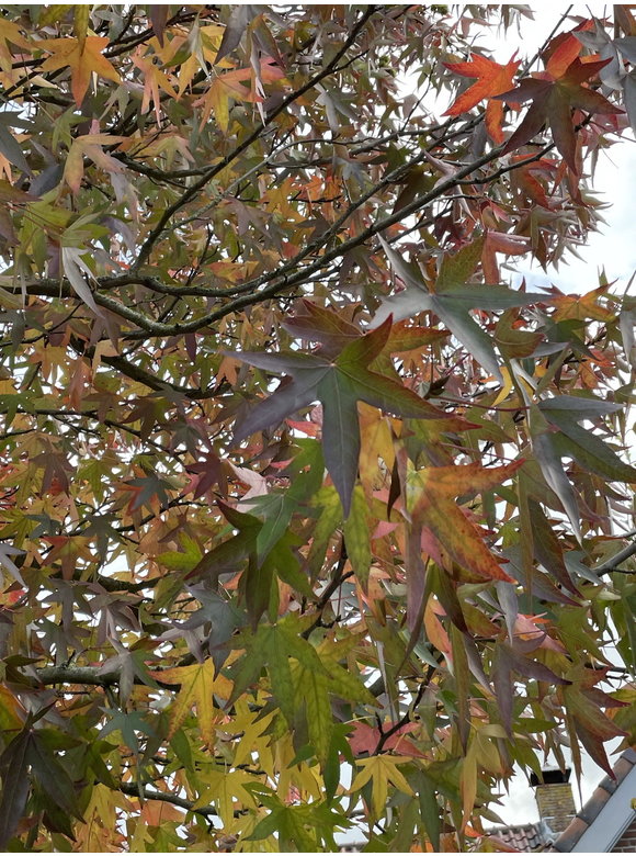 Amberbaum 'Worplesdon' | Liquidambar styraciflua 'Worplesdon' Amberbaum 'Worplesdon' | Liquidambar styraciflua 'Worplesdon'