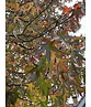 Amberbaum 'Worplesdon' | Liquidambar styraciflua 'Worplesdon'