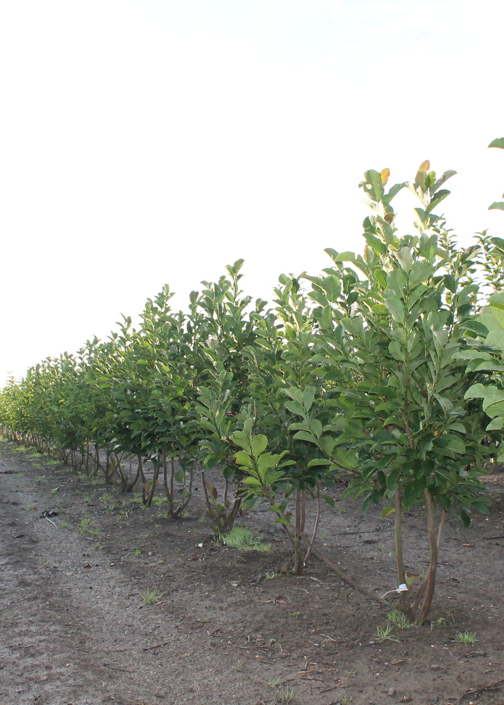 Kobushi-Magnolia | Magnolia kobus Mehrstämmig