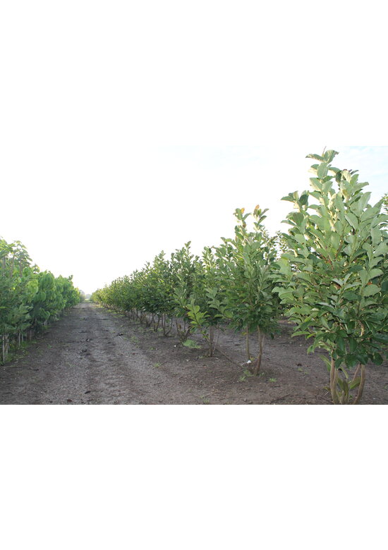 Mehrstämmige Kobushi Magnolie | Magnolia kobus