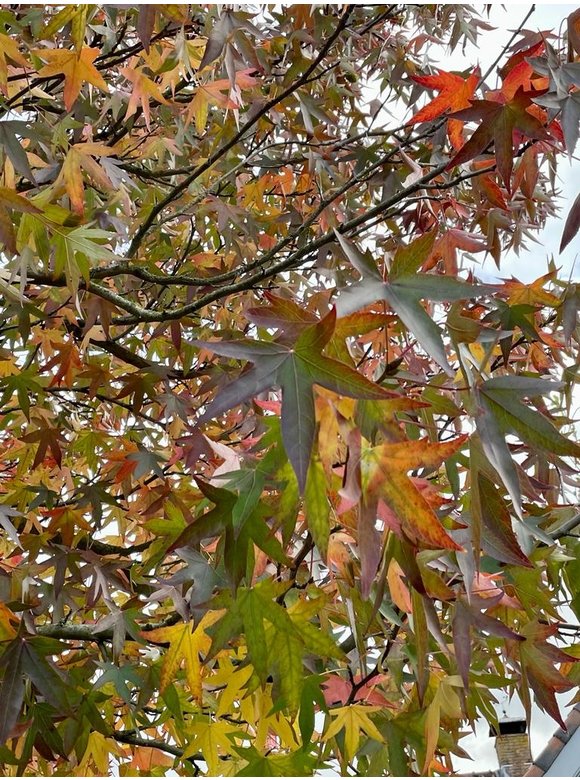 Kleiner Amberbaum | Liquidambar styraciflua Kleiner Amberbaum | Liquidambar styraciflua