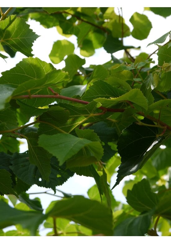 Winterlinde 'Winter Orange' | Tilia cordata 'Winter Orange'