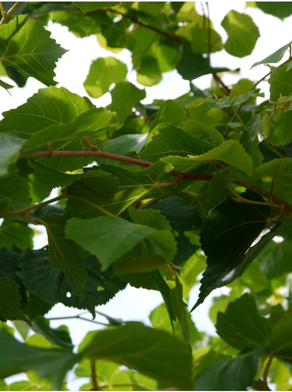 Winterlinde 'Winter Orange' | Tilia cordata 'Winter Orange' Winterlinde 'Winter Orange' | Tilia cordata 'Winter Orange'