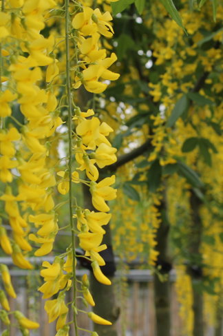Kleiner Edel-Goldregen | Laburnum watereri 'Vossii' Kleiner Edel-Goldregen | Laburnum watereri 'Vossii'