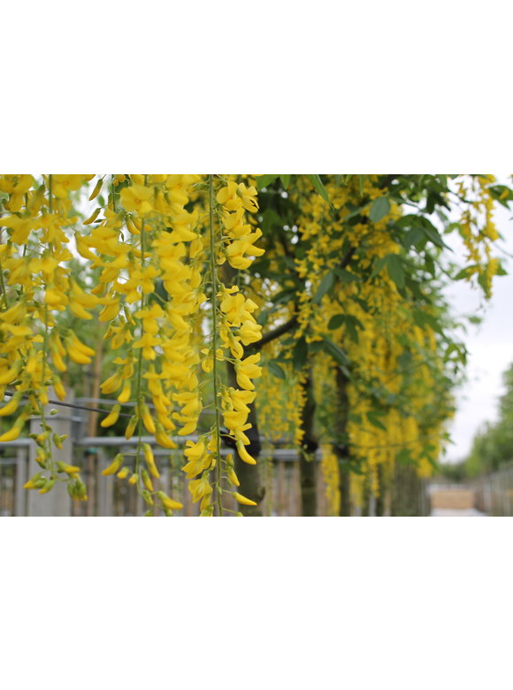 Kleiner Edel-Goldregen | Laburnum watereri 'Vossii' Kleiner Edel-Goldregen | Laburnum watereri 'Vossii'