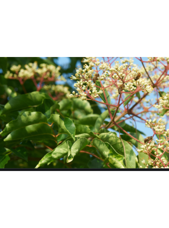 Kleiner Bienenbaum - Tausendblütenstrauch | Tetradium daniellii - Euodia daniellii Kleiner Bienenbaum - Tausendblütenstrauch | Tetradium daniellii - Euodia daniellii