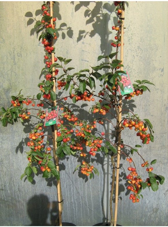 Kleiner Zierapfel 'Evereste' | Malus 'Evereste' Kleiner Zierapfel 'Evereste' | Malus 'Evereste'