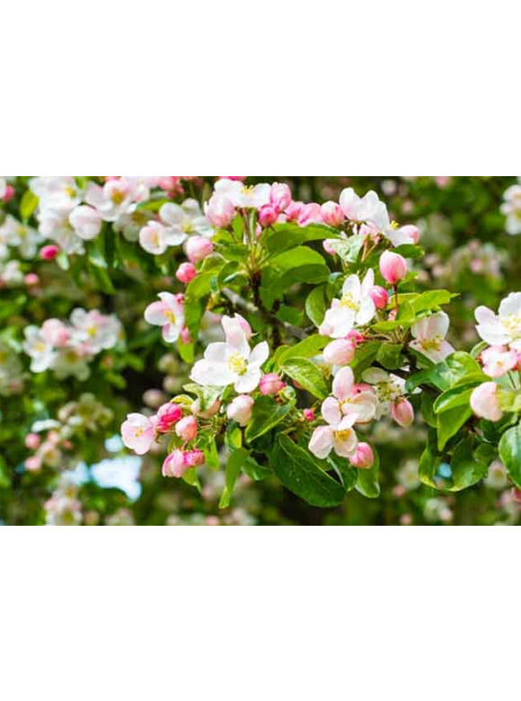 Kleiner Zierapfel 'Evereste' | Malus 'Evereste' Kleiner Zierapfel 'Evereste' | Malus 'Evereste'