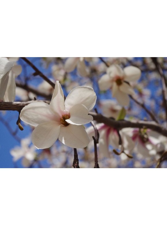 Kleiner Kobushi-Magnolie | Magnolia kobus Kleiner Kobushi-Magnolie | Magnolia kobus