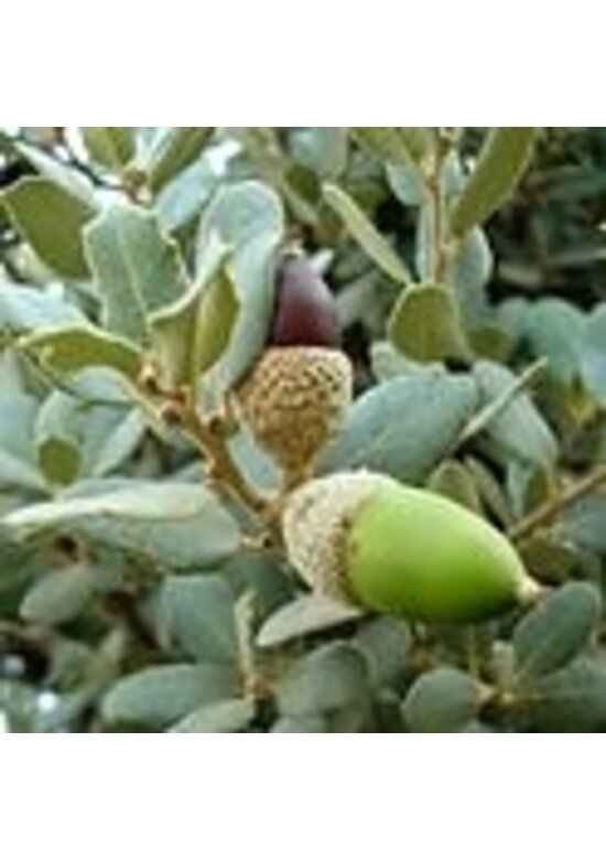 Kleiner Stein-Eiche | Quercus ilex