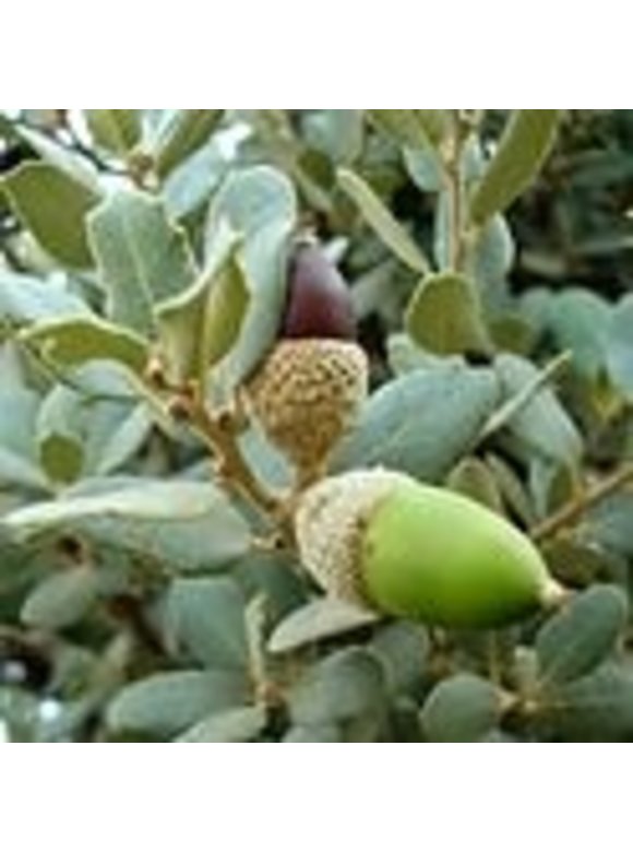Kleiner Stein-Eiche | Quercus ilex Kleiner Stein-Eiche | Quercus ilex