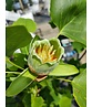 Kleiner Amerikanischer Tulpenbaum | Liriodendron tulipifera