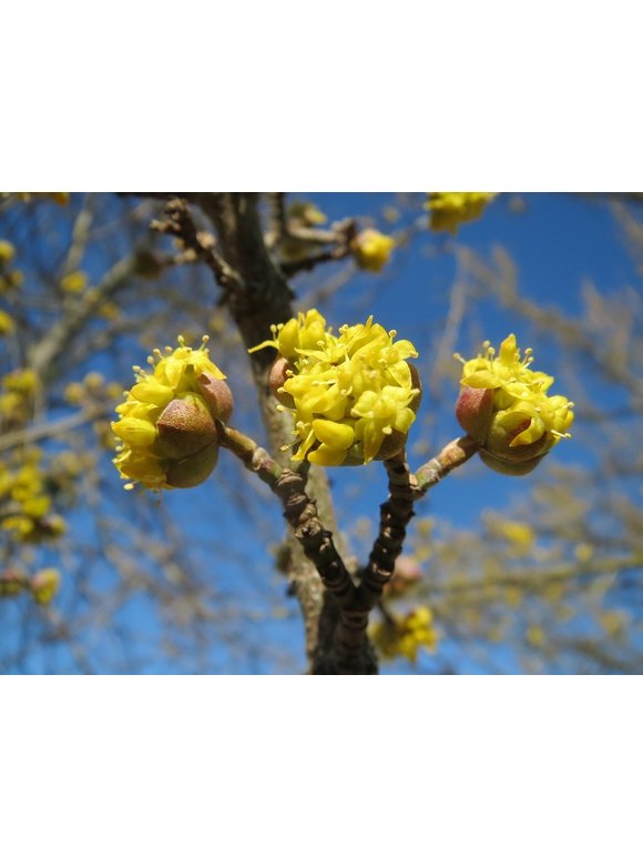 Kleiner Kornelkirsche - Herlitze - Dirlitze | Cornus mas Kleiner Kornelkirsche - Herlitze - Dirlitze | Cornus mas