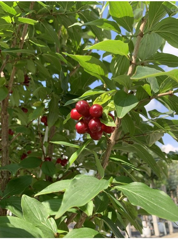 Kleiner Kornelkirsche - Herlitze - Dirlitze | Cornus mas Kleiner Kornelkirsche - Herlitze - Dirlitze | Cornus mas
