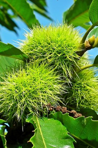 Kleiner Esskastanie | Castanea sativa Kleiner Esskastanie | Castanea sativa